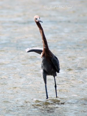 Reddish Egret dancing (he went that-a-way)