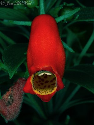 Seemannia sylvatica (Gesneriaceae)