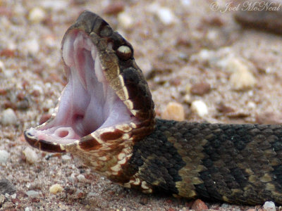 Cottonmouth