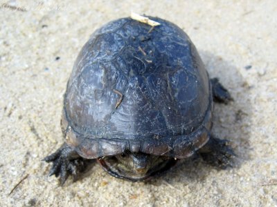 Eastern Mud Turtle