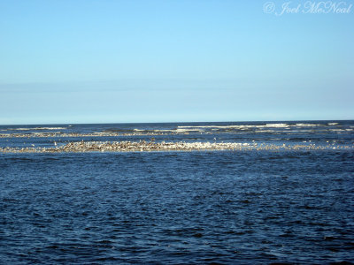 Gould's Inlet sandbar shorebird concentration