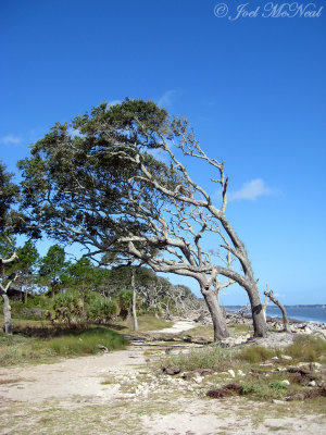 Windswept trees on north end of Jekyll Island