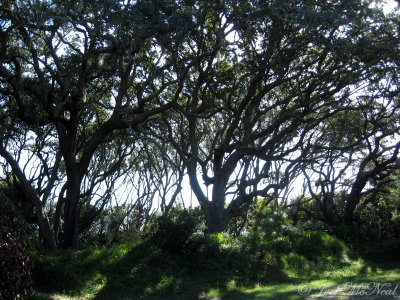 Dwarfed Live Oaks on north end of Jekyll Island