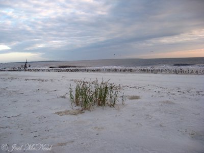 Jekyll Island south beach roost