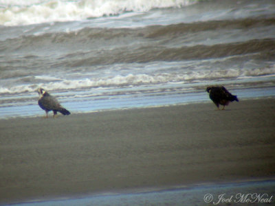 Peregrine Falcons (through scope)