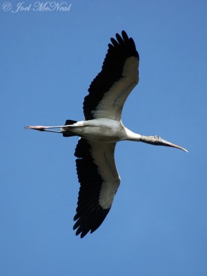 Wood Stork