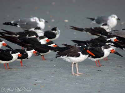 American Oystercatcher and Black Skimmers