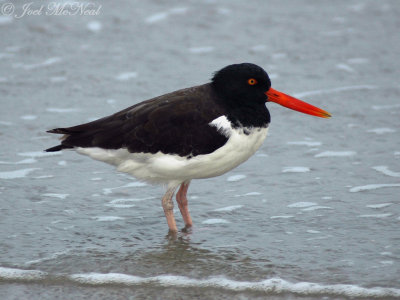 Shorebirds, Auks, Gulls, Terns