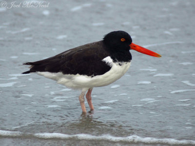 American Oystercatcher