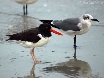 American Oystercatcher and Laughing Gull