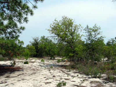 Ohoopee Dunes State Natural Area