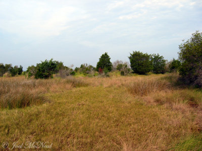 Jekyll Island interdunal scrub