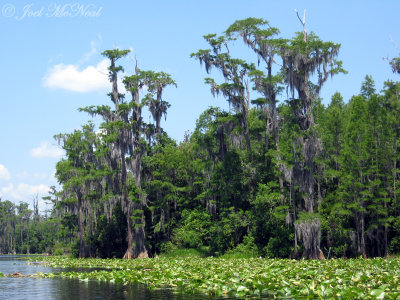 GA coast and coastal plain: Spring 2008