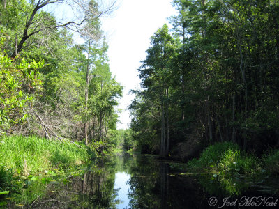 Okefenokee Swamp channel