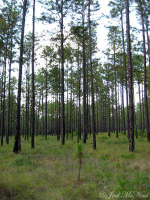 Longleaf Pine/Wiregrass savanna
