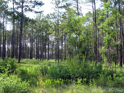 Yellow Trumpet Pitcher Plants (<i>Sarracenia flava</i>) in habitat