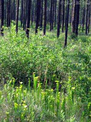 Yellow Trumpet Pitcher Plants (Sarracenia flava) in habitat