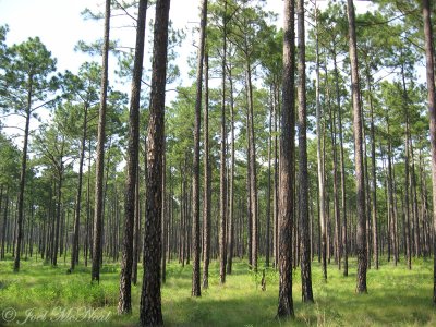 Longleaf Pine/Wiregrass savannah