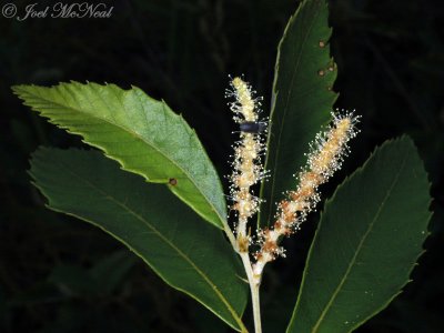 Chinquapin: Castanea pumilla