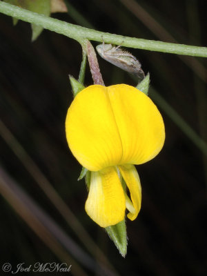 Pencil-flower: Stylosanthes biflora