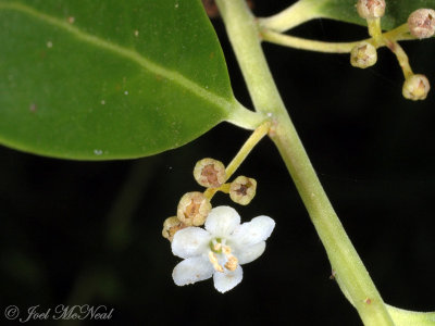 Gallberry: Ilex glabra