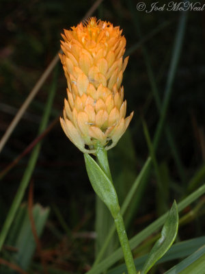 Orange Milkwort: Polygala lutea