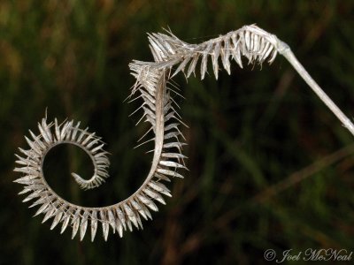 Toothache grass Ctenium aromaticum