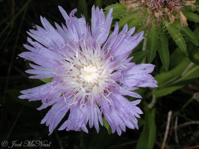 Stoke's Aster: Stokesia laevis