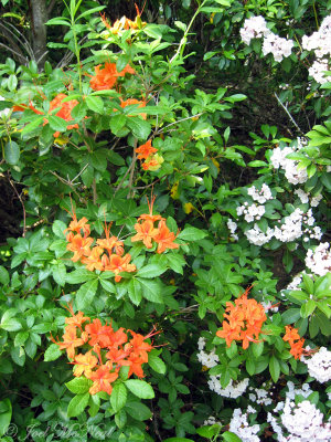 Flame Azalea (Rhododendron calendulaceum) with Mountain Laurel Kalmia latifolia