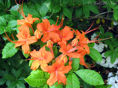 Flame Azalea: Rhododendron calendulaceum