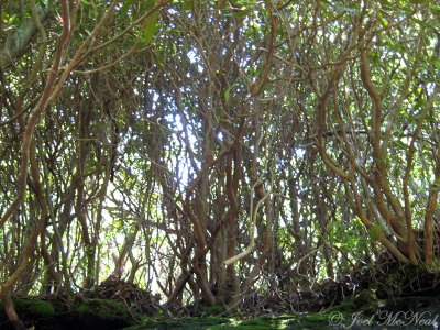 Rhododendron thicket