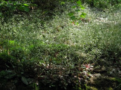 Mountain Saxifrage: Saxifraga michauxii