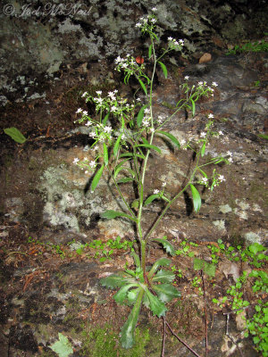 Mountain Saxifrage: Saxifraga michauxii