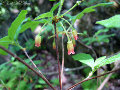 Minniebush: Menziesia pilosa