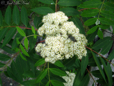 Mountain Ash: Sorbus americana