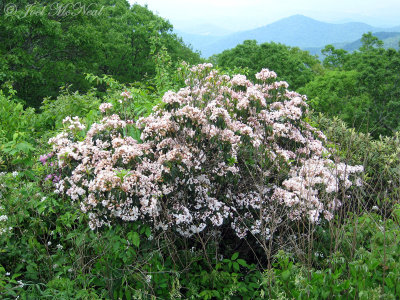 Mountain Laurel: Kalmia latifolia