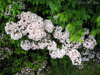 Mountain Laurel: Kalmia latifolia