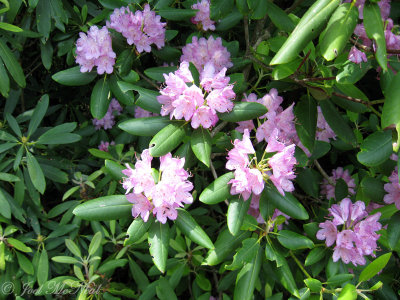 Catawba Rhododendron: Rhododendron catawbiense