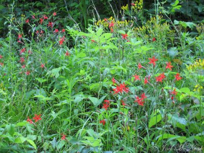 Fire Pink: Silene virginica