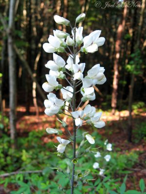 White Wild Indigo: Baptisia alba