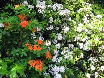 Flame Azalea (Rhododendron calendulaceum) with Mountain Laurel Kalmia latifolia