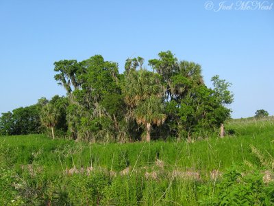 High island of coastal vegetation in marsh