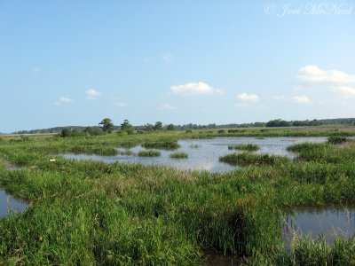 Freshwater marshlands, Altamaha WMA