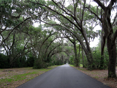 Live Oaks and Spanish Moss along Harris Neck drive