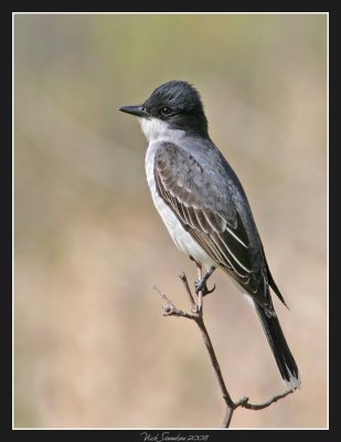 Eastern Kingbird