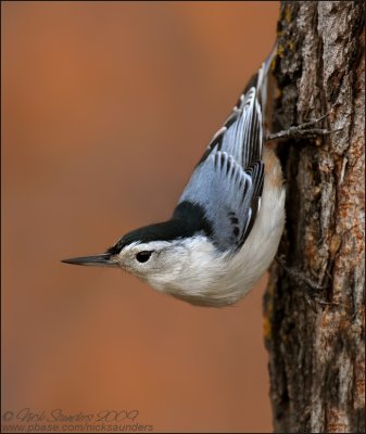 Chickadees , Nuthatches and allies