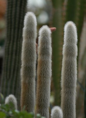 cacti