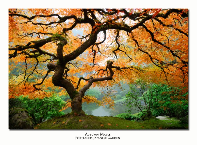 Autumn Maple