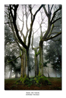 Trees, Mt. Tabor, Oregon