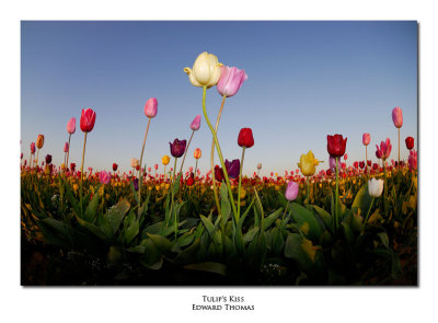 Tulips Kiss